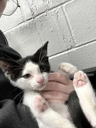 A baby small-sized male Domestic Short Hair cat named Velcro for adoption in West Chester, PA