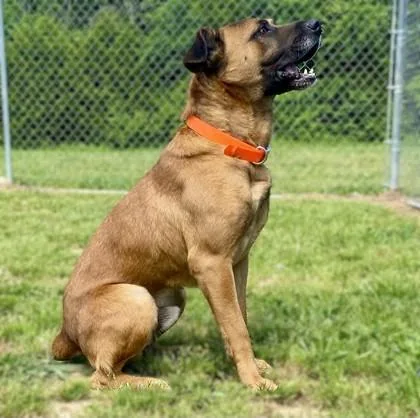An adult large-sized male Black Mouth Cur dog named Dixon for adoption in Yellville, AR