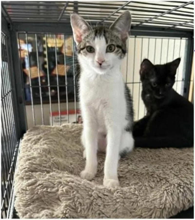A baby medium-sized female White Domestic Short Hair cat named Ruby for adoption in Eugene, OR