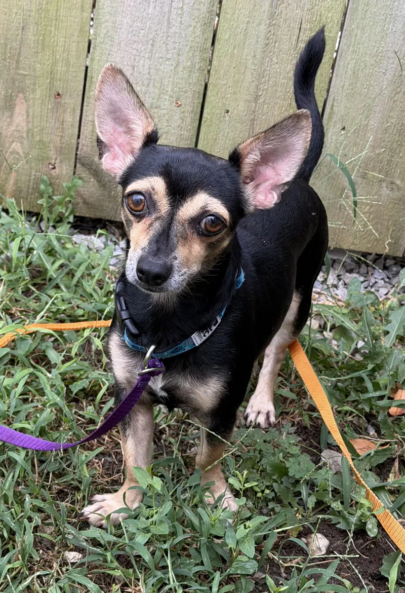 A young small-sized male Bicolor Chiweenie dog named Felix for adoption in Lexington, KY