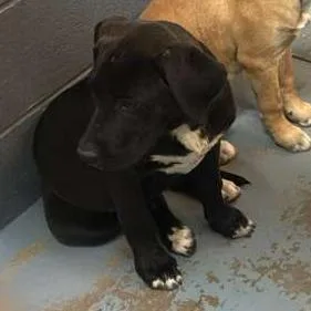 A baby medium-sized female Black Mixed Breed dog named Maddie for adoption in Gadsden, AL