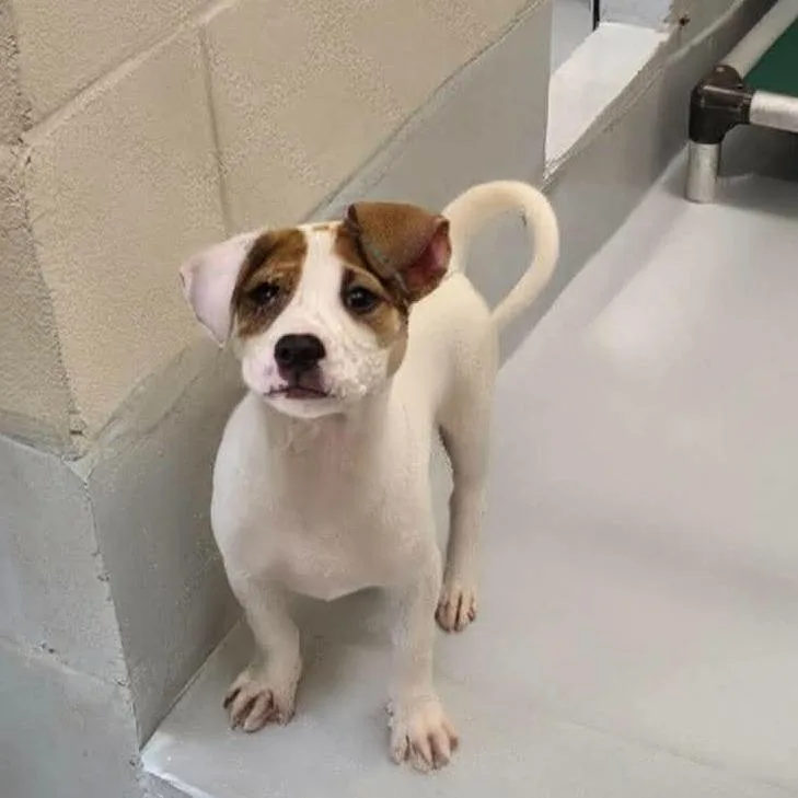 A baby medium-sized female White / Cream Hound dog named Andromeda for adoption in Griswold, CT
