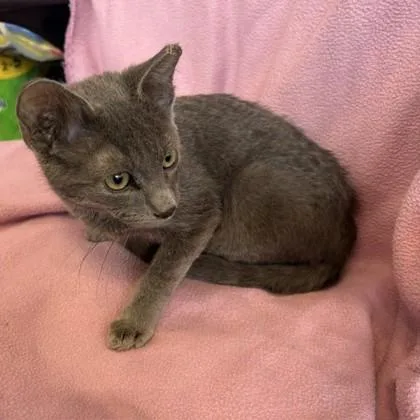 A baby small-sized male Domestic Short Hair cat named Dr. Pepper for adoption in Janesville, WI