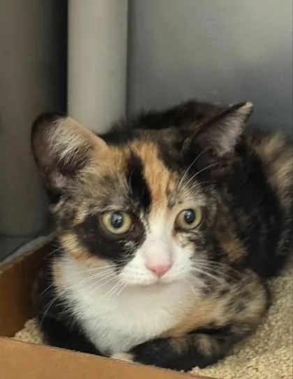 A baby small-sized female Domestic Short Hair cat named Cassiopeia for adoption in Madison, NJ