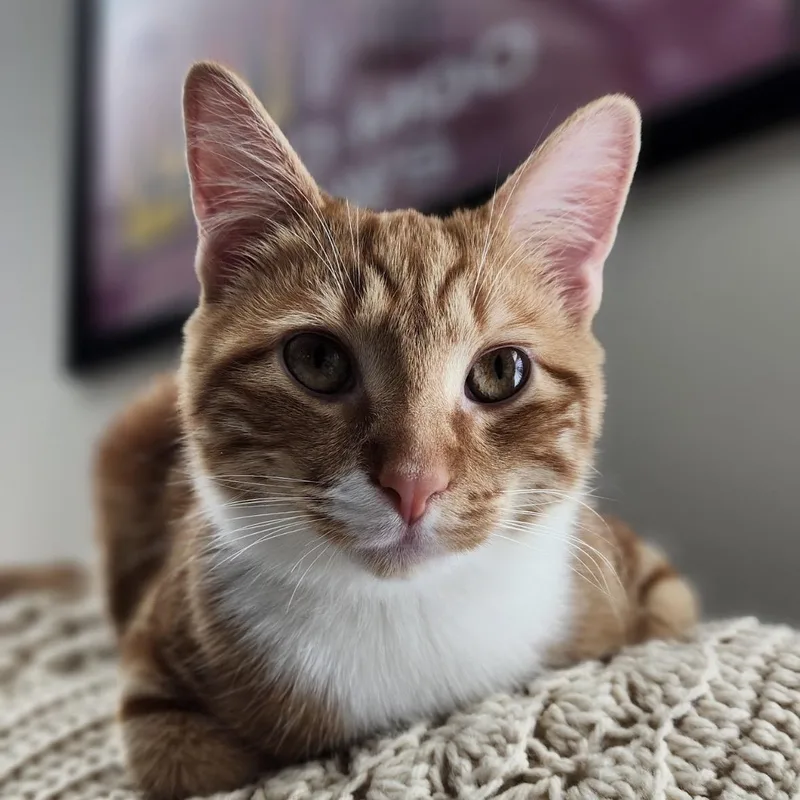 A baby medium-sized male Tabby (Orange / Red) Domestic Short Hair cat named Theodore for adoption in Beltsville, MD