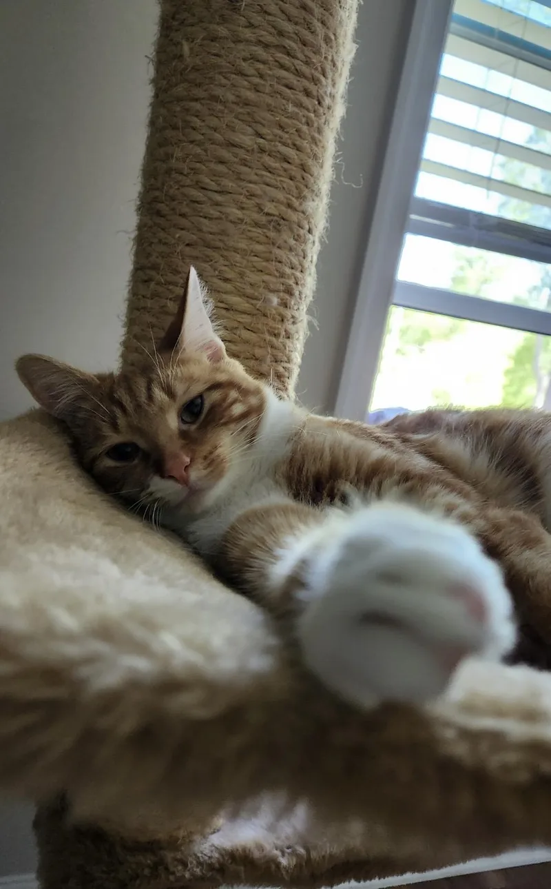Theodore thumbnail 5