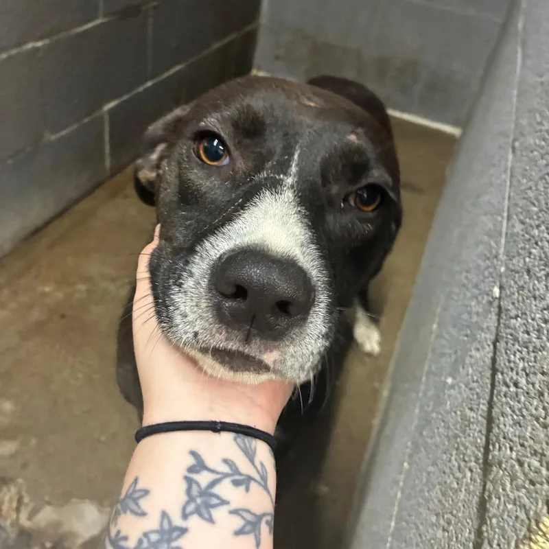 An adult small-sized female Mixed Breed dog named Lamp for adoption in Corbin, KY