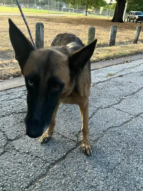 A young medium-sized female Mixed Breed dog named Lagoona for adoption in Dallas, TX