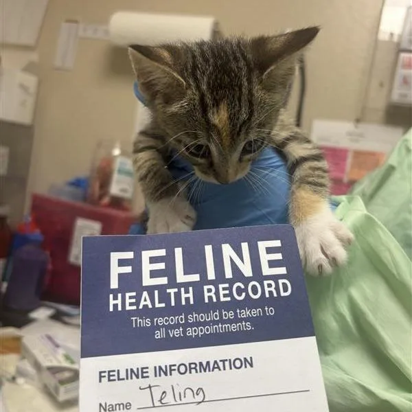 A baby small-sized female Torbie Domestic Short Hair cat named Teling for adoption in Tempe, AZ