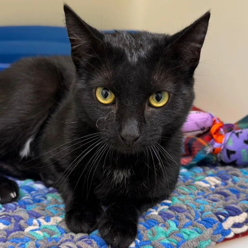 A young medium-sized male Domestic Short Hair cat named Allistar for adoption in Cumming, GA