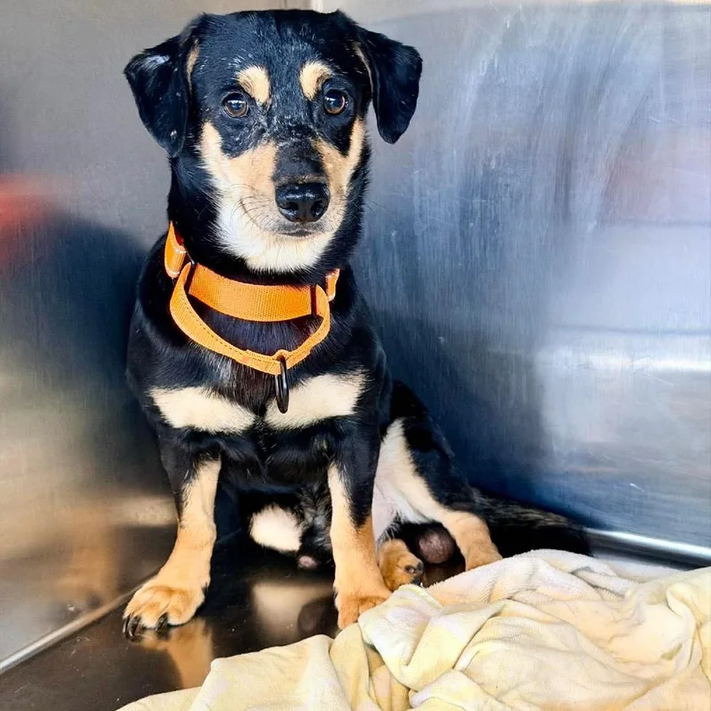An adult small-sized male Black Mixed Breed dog named Philly for adoption in Fredericksburg, VA