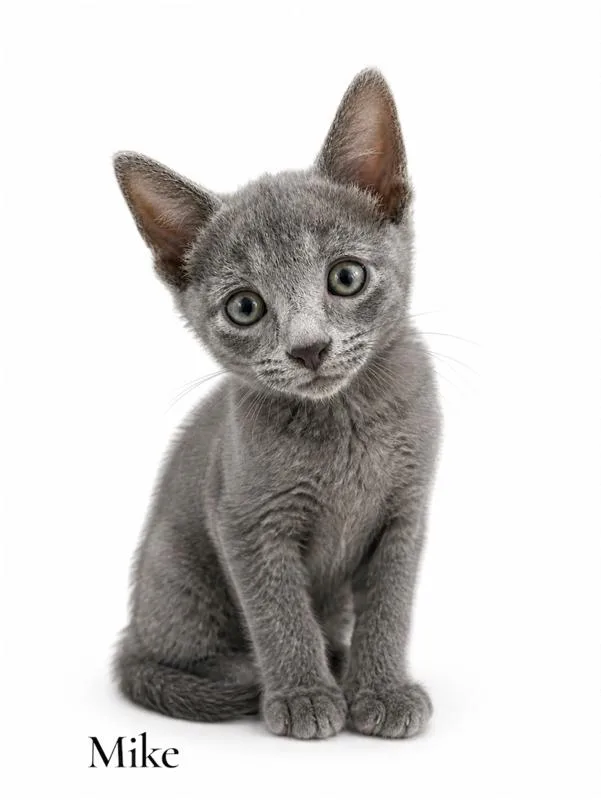 A baby medium-sized male Gray / Blue / Silver Domestic Short Hair cat named Mike for adoption in Stevensville, MI