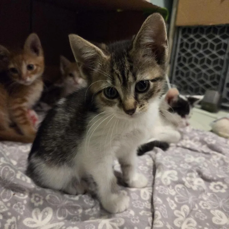 A baby small-sized female White Domestic Short Hair cat named Fawn for adoption in Normal, IL