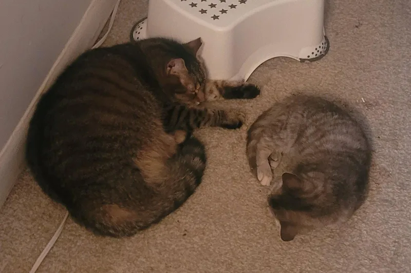 An adult medium-sized male Tabby cat named Pawl for adoption in Greenville, DE