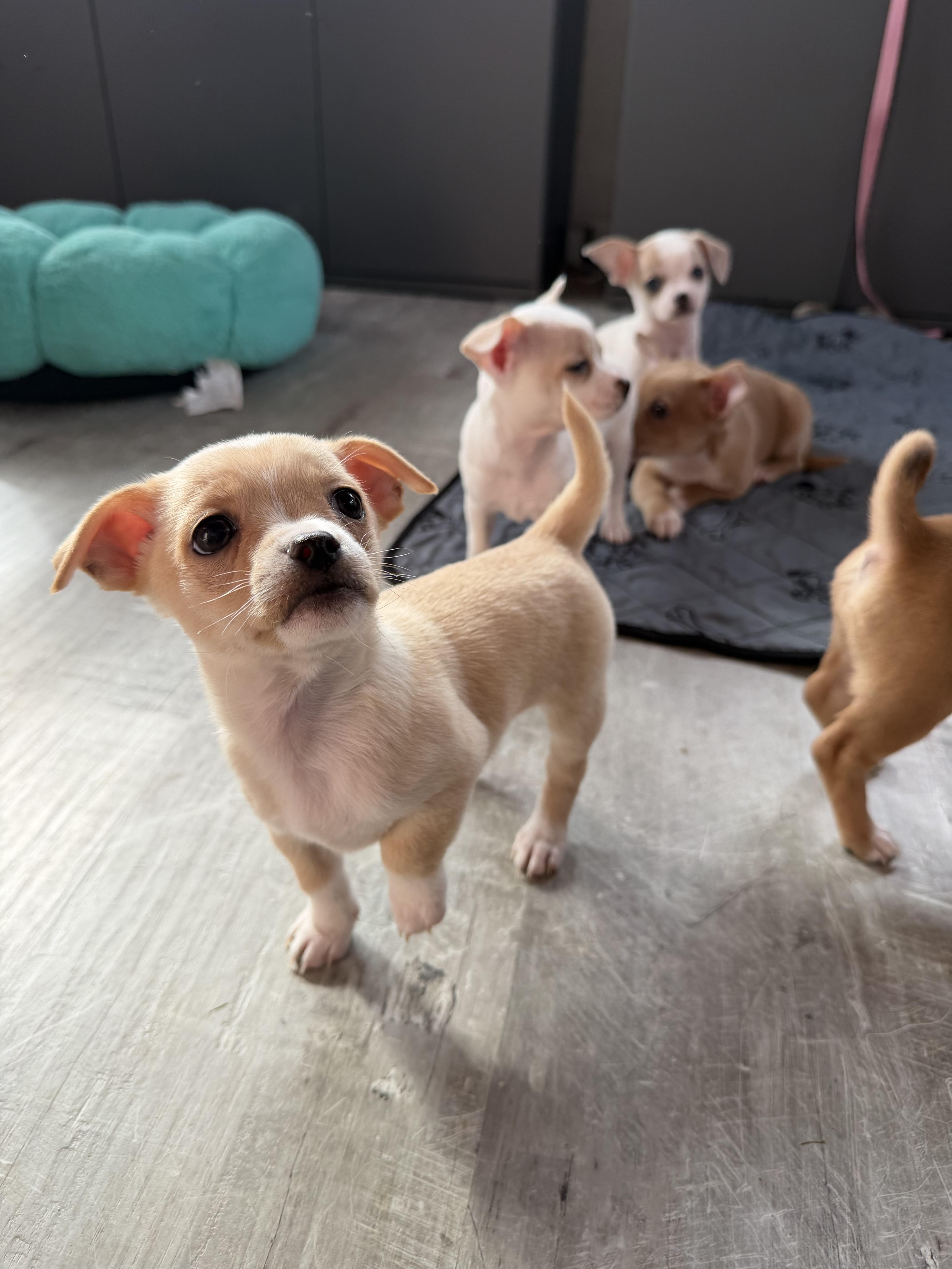 A baby small-sized female Chihuahua dog named Marigold for adoption in Berlin, NJ