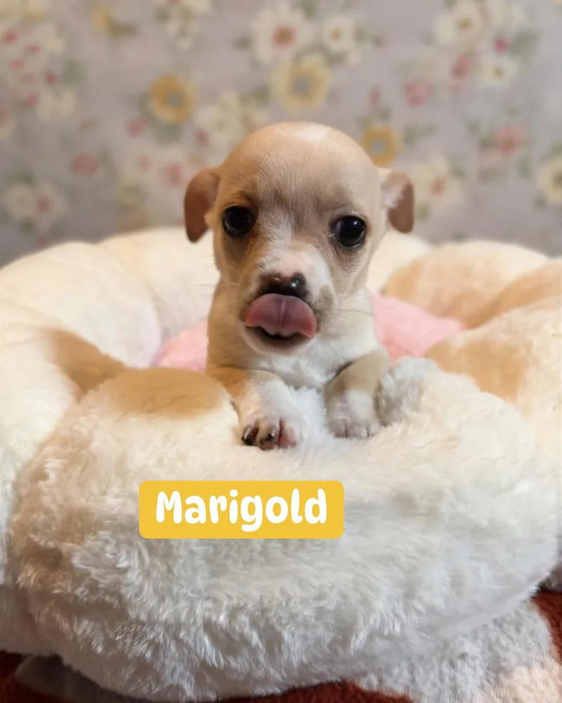 Marigold thumbnail 3