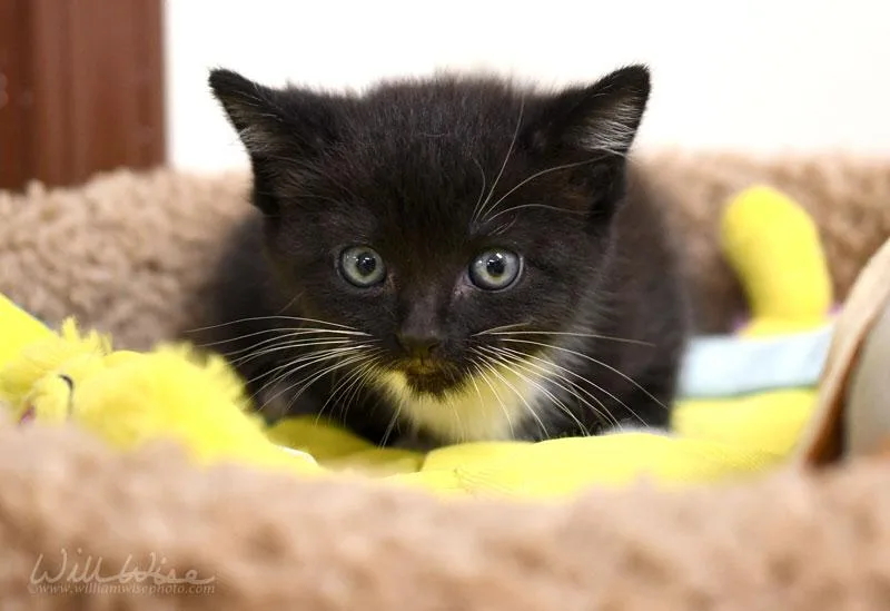 A baby small-sized male Black & White / Tuxedo Domestic Short Hair cat named Quincy for adoption in Monroe, GA