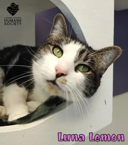 An adult small-sized female Domestic Short Hair cat named Luna Lemon for adoption in Heath, OH