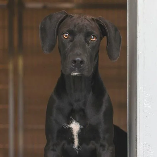 A young medium-sized male Black Hound dog named Shadow for adoption in Bradenton, FL