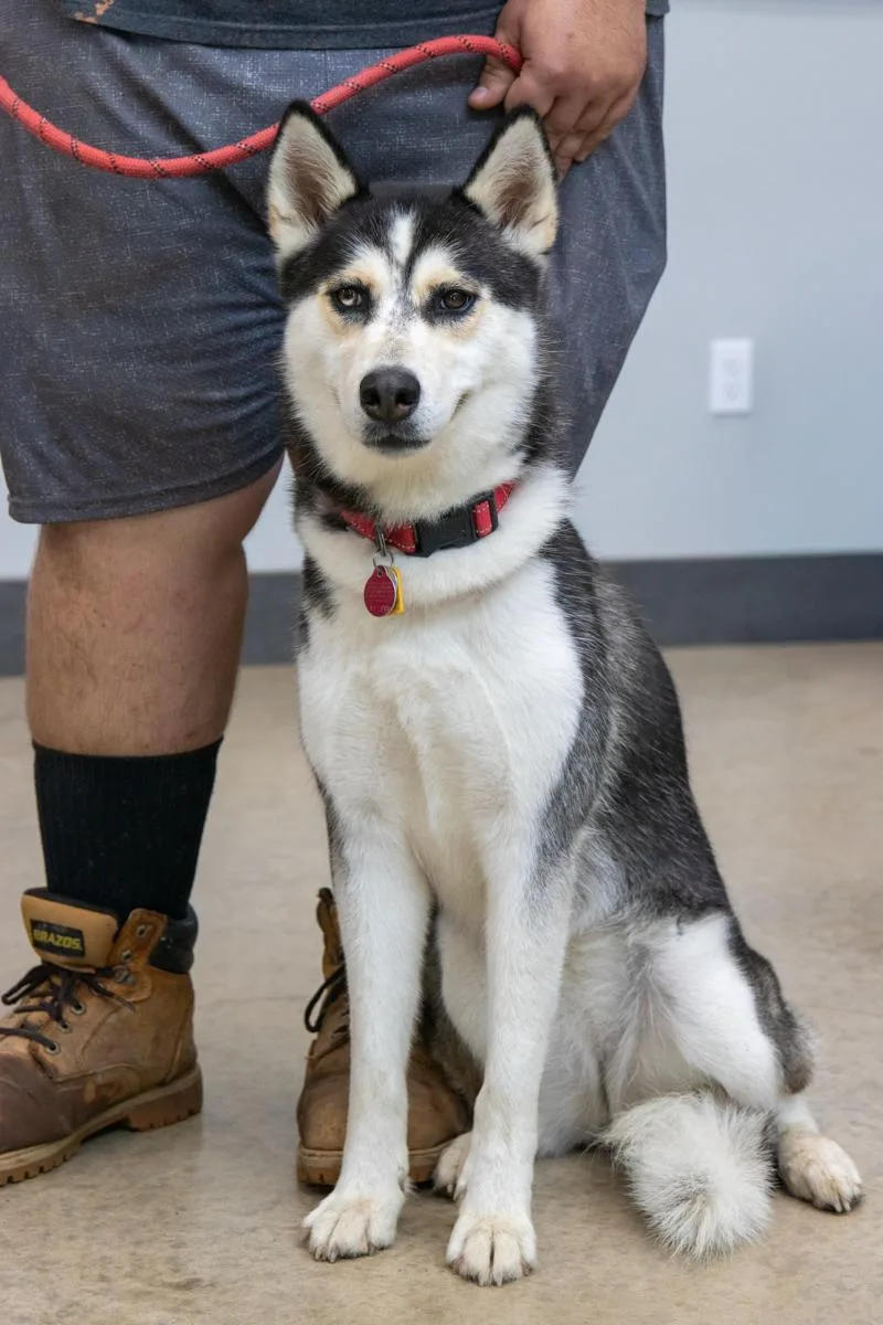 A young medium-sized female Black Husky dog named Layla for adoption in La Grange, TX