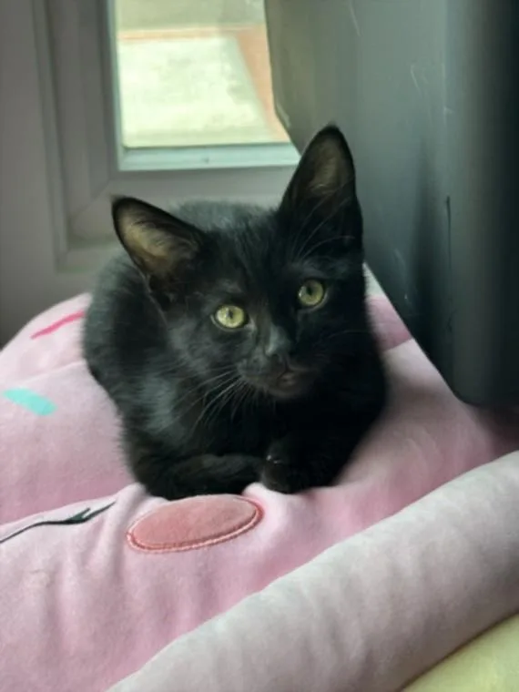 A baby small-sized female Domestic Medium Hair cat named A for adoption in Van Nuys, CA