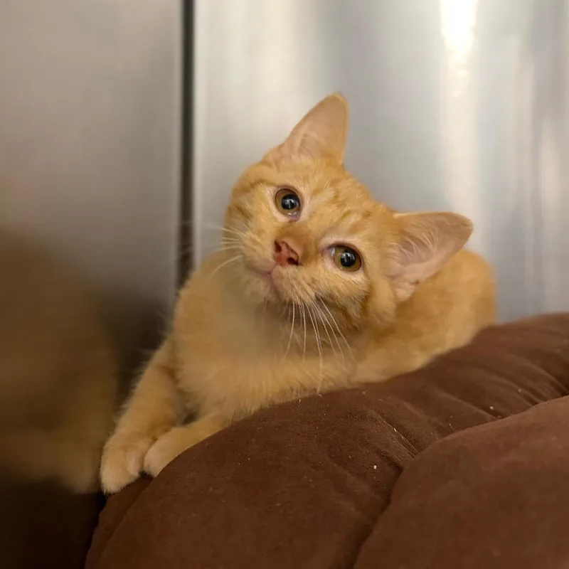 A baby small-sized female Orange / Red Domestic Short Hair cat named Anna for adoption in Marshall, VA