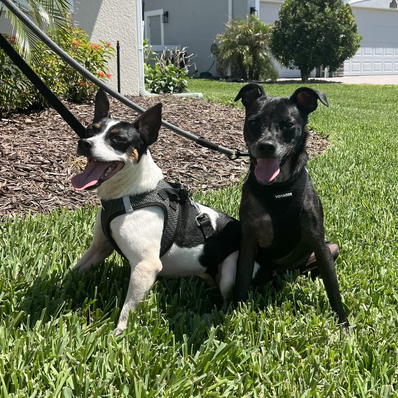 An adult small-sized male Black Rat Terrier dog named Lucky & Ralphie for adoption in Palm Bay, FL