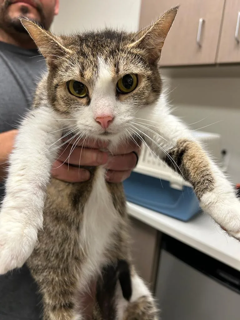 An adult large-sized female Domestic Short Hair cat named Sweet Pea for adoption in Greenfield, IN