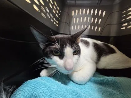 A young small-sized male Domestic Short Hair cat named Handsome for adoption in Honolulu, HI