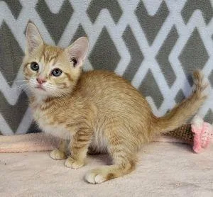 A young medium-sized male Domestic Short Hair cat named Oscar for adoption in Bucyrus, OH