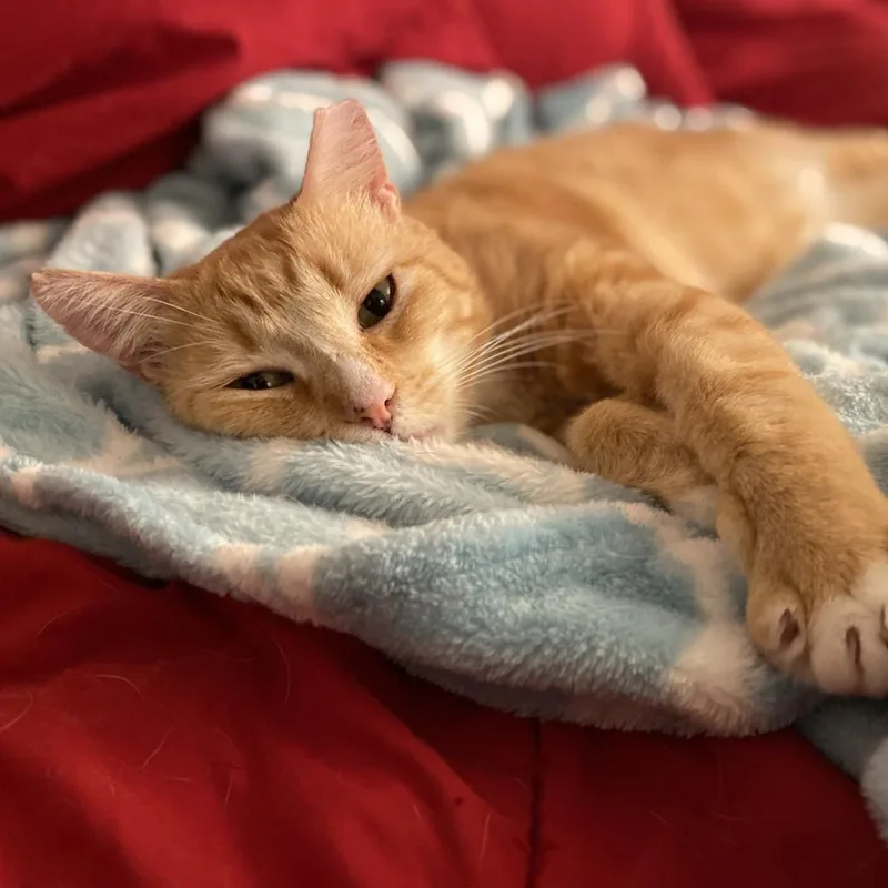 An adult medium-sized male Orange / Red Domestic Short Hair cat named Mumbles for adoption in Los Angeles, CA