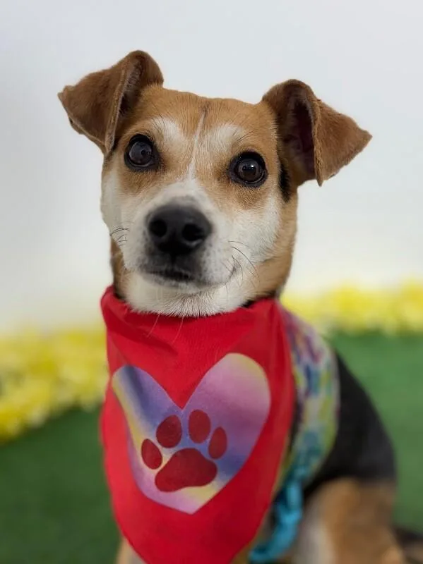 A young small-sized male Tricolor (Brown, Black, & White) Chihuahua dog named Jack for adoption in Carlsbad, CA
