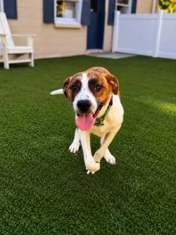A baby medium-sized male Mixed Breed dog named Thunder for adoption in Savannah, GA