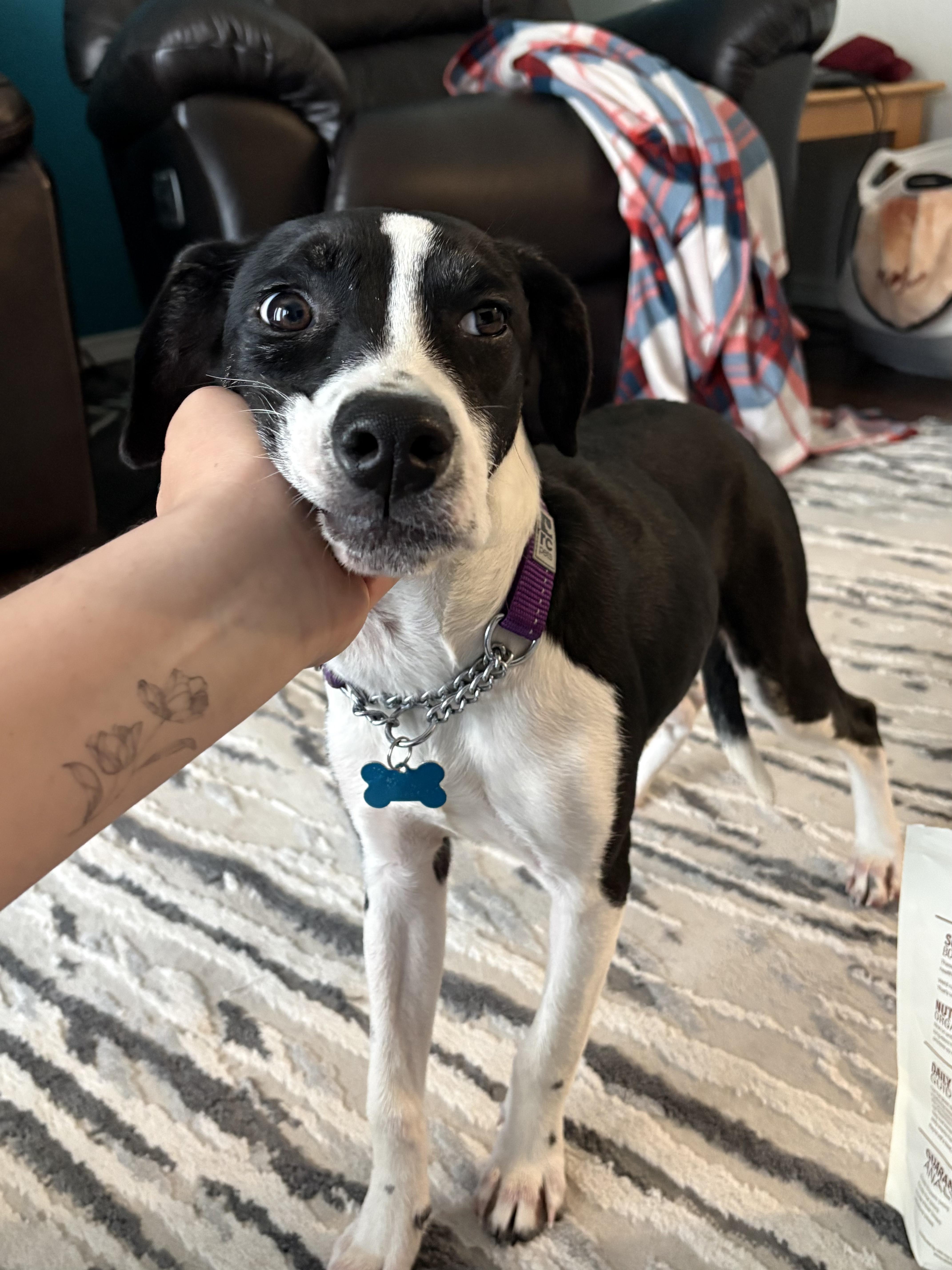 A baby medium-sized female Black Pointer dog named Jazz for adoption in Fort Collins, CO