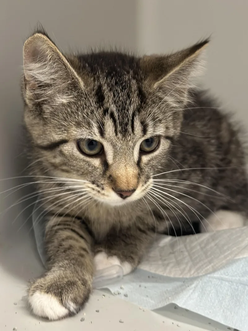 A baby small-sized female Tabby (Gray / Blue / Silver) Domestic Short Hair cat named Toes for adoption in Stafford, VA