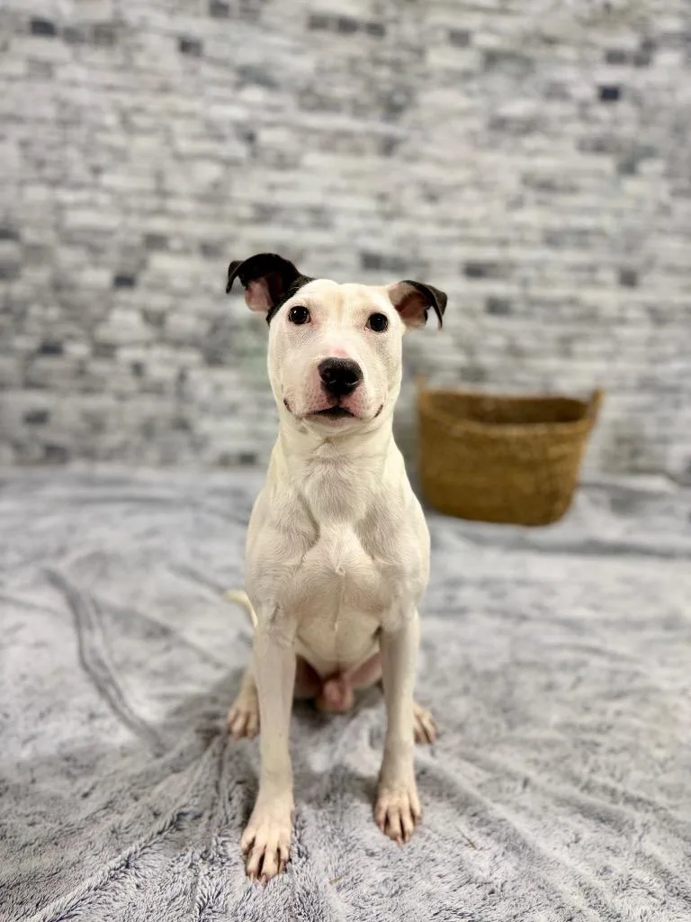 A young small-sized male Terrier dog named Timber for adoption in Muskegon, MI