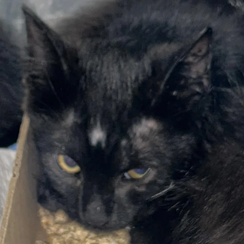 A baby small-sized male Black Domestic Short Hair cat named Night for adoption in Newark, NJ
