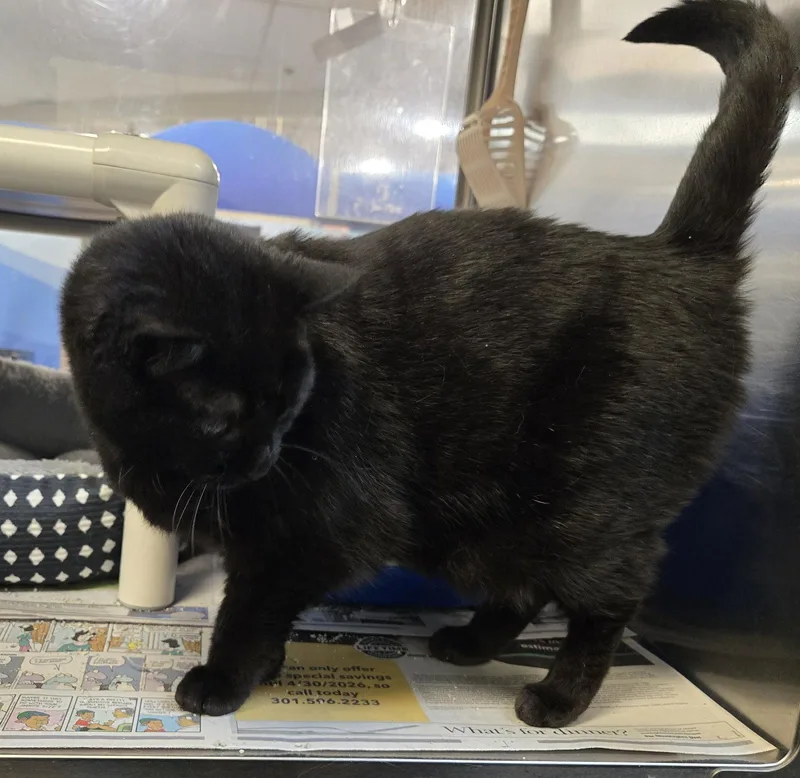 An adult medium-sized female Black Domestic Short Hair cat named Luna for adoption in Herndon, VA