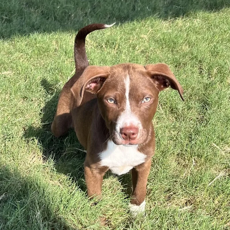 A baby small-sized male Brown / Chocolate Mixed Breed dog named Mudkip for adoption in Austin, TX