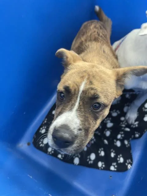 A baby large-sized female Mixed Breed dog named Sesame for adoption in Dallas, TX