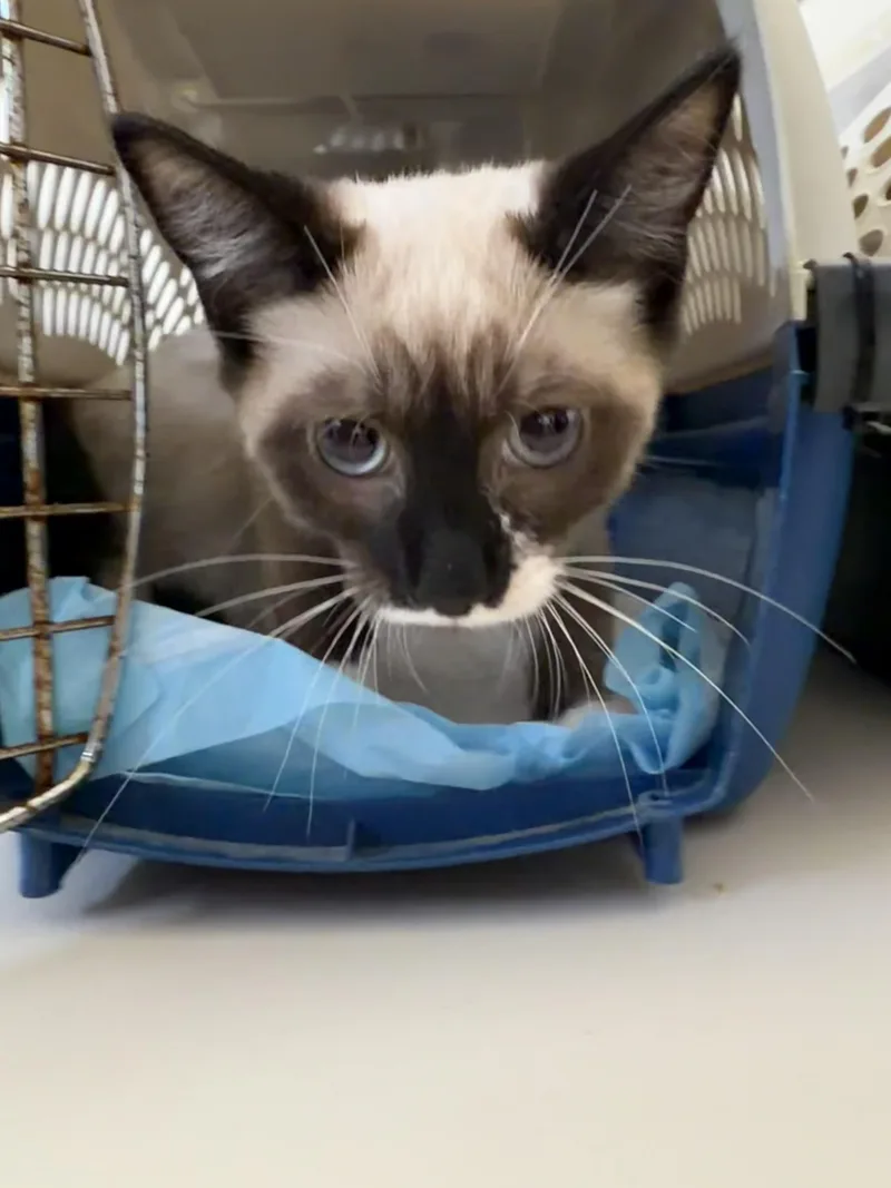 A baby small-sized female Cream Point Siamese cat named Opal for adoption in Syosset, NY