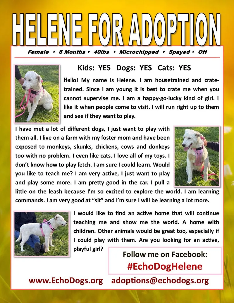 A young medium-sized female Australian Cattle Dog / Blue Heeler dog named Helene for adoption in Londonderry, NH
