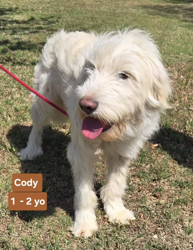 An adult large-sized male Labradoodle dog named Cody $ for adoption in Milwaukee, WI