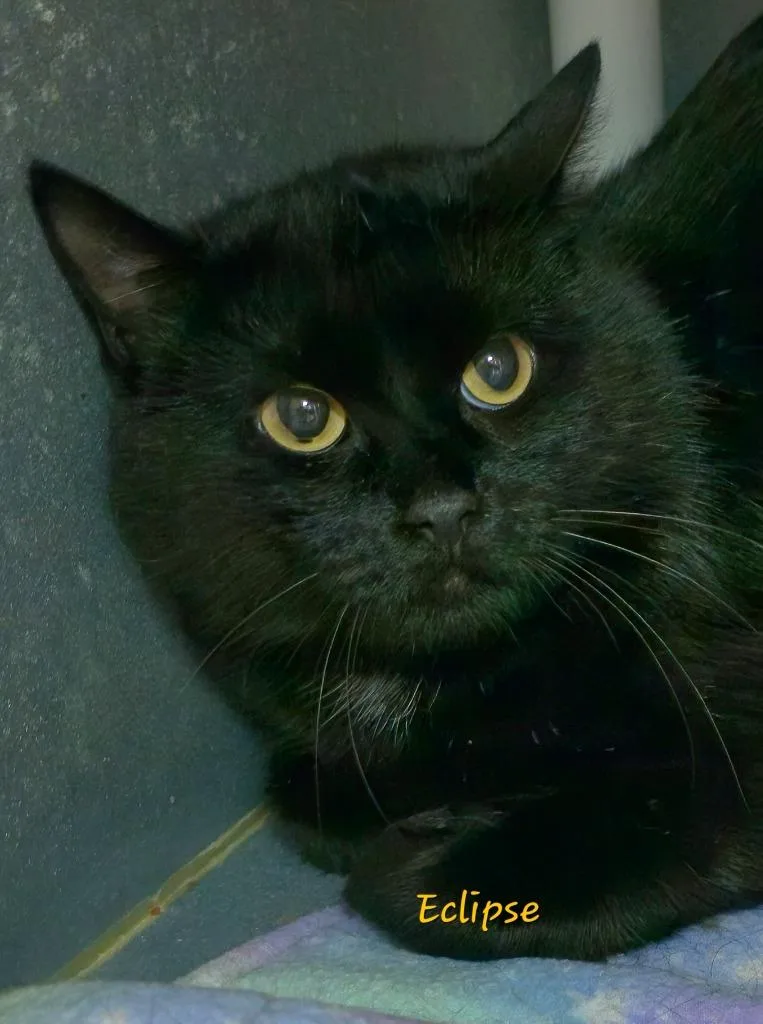 A young medium-sized female Domestic Short Hair cat named Eclipse for adoption in Cedar Rapids, IA
