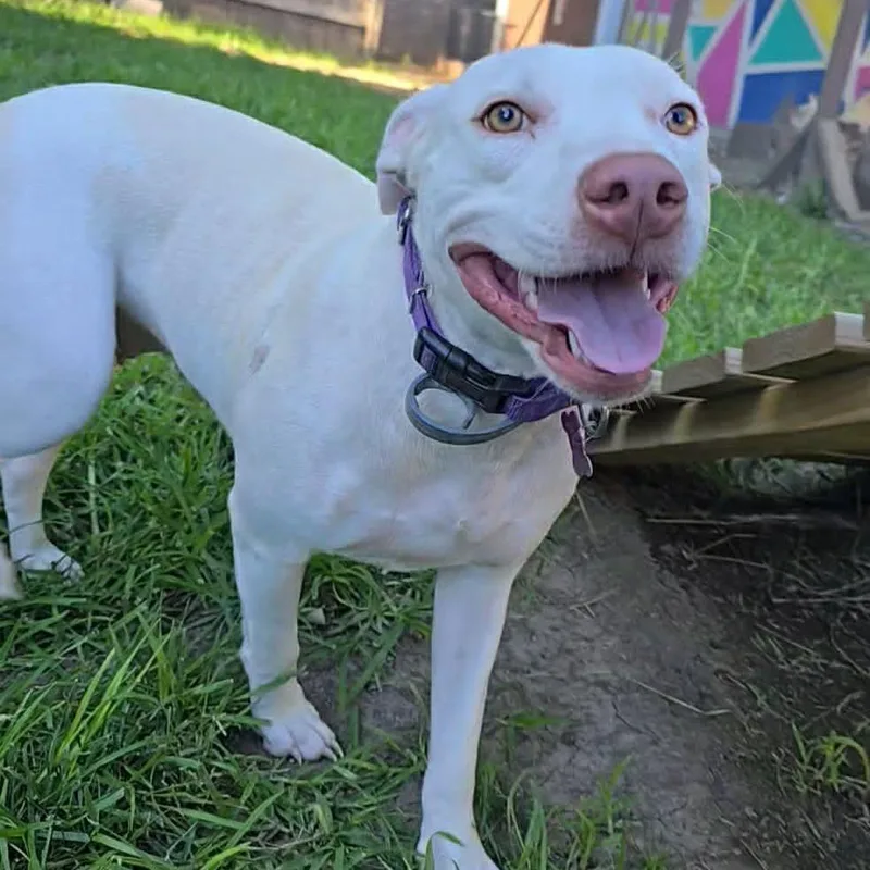 An adult medium-sized female White / Cream Pit Bull Terrier dog named Oklahoma Smokeshow for adoption in Olathe, KS