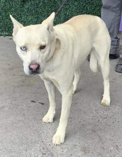 A baby medium-sized female White / Cream Mixed Breed dog named Freya for adoption in El Paso, TX