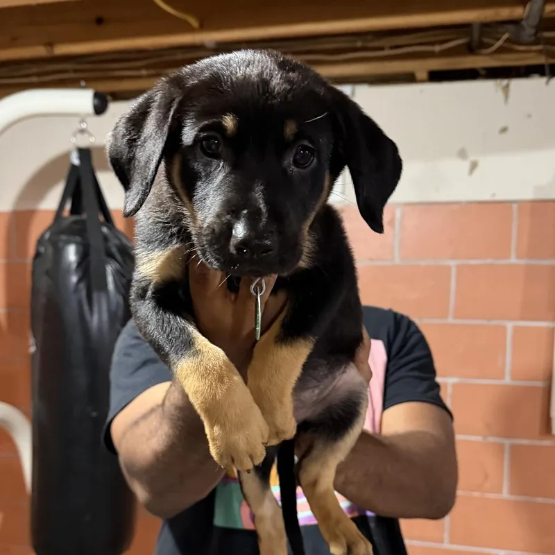 A baby small-sized female Black Mixed Breed dog named Quokka for adoption in Buffalo, MN