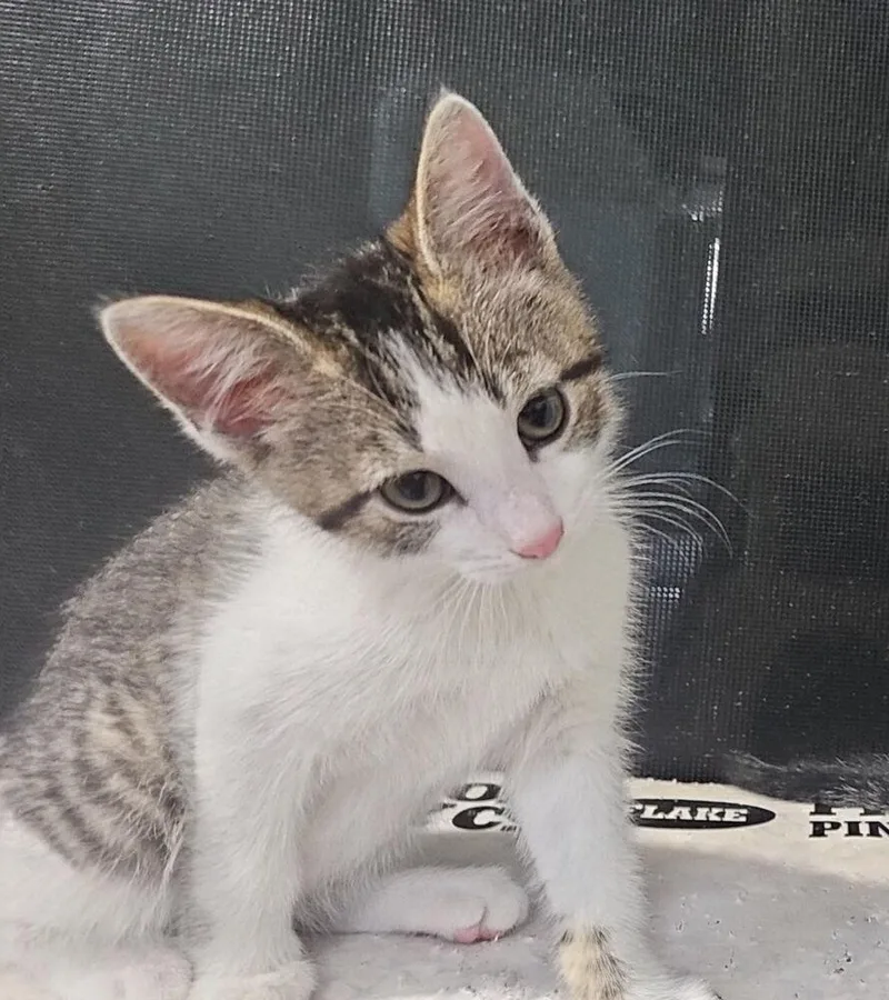 A baby small-sized male Domestic Short Hair cat named Typo for adoption in West Mifflin, PA