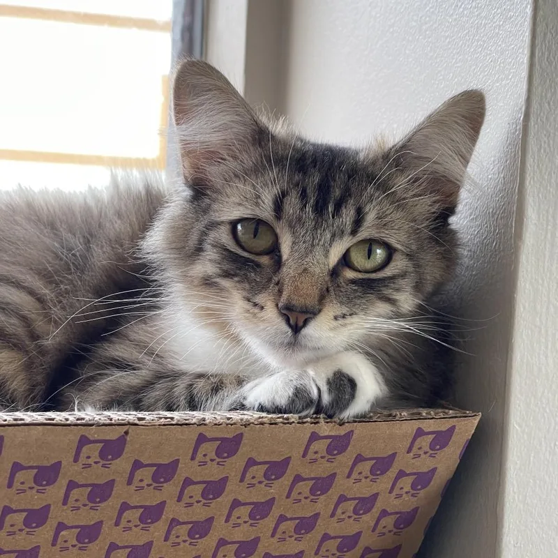 A young medium-sized female Gray / Blue / Silver Domestic Medium Hair cat named Princess for adoption in Chapel Hill, NC