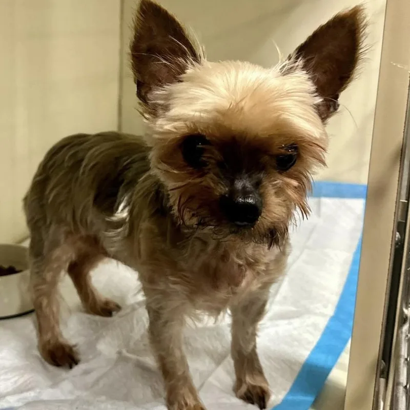 A senior small-sized female Brown / Chocolate Yorkshire Terrier dog named Char for adoption in Santa Rosa, CA